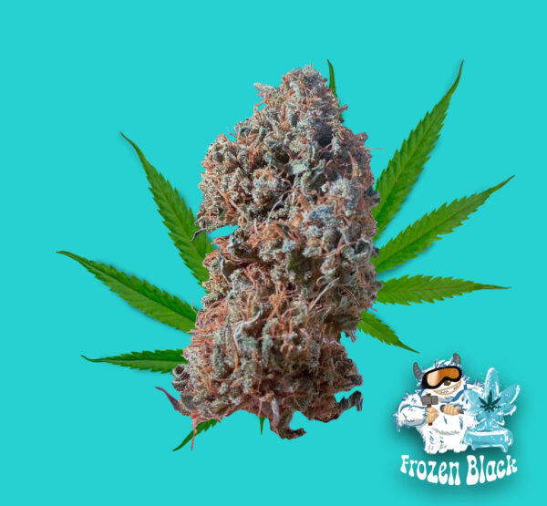 Frozen Black