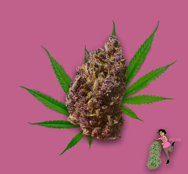 Pink Lady
