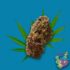 Purple Diamond